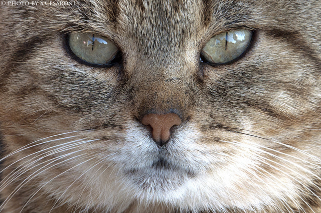 Lo sguardo penetrante di Tigro