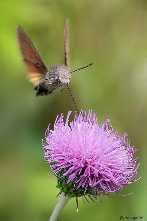 Macroglossum stellatarum