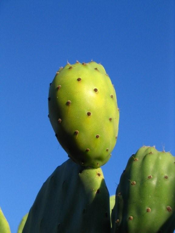 Fico d'India di Sicilia