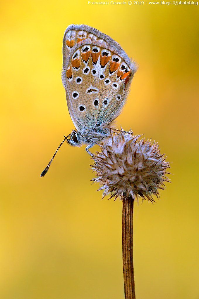 Lycaenidae - Poliometus thersites (Cantener, 1834)