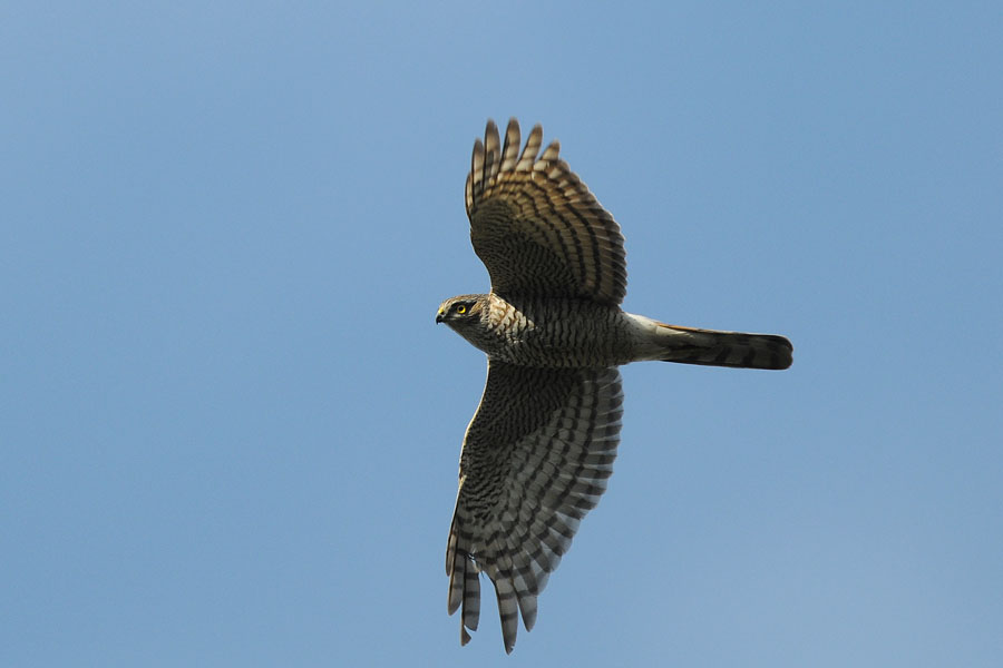 l'occhio dell'Astore