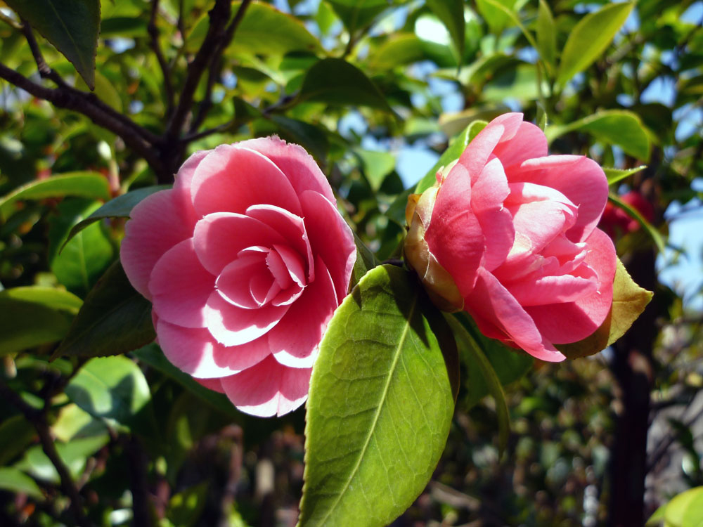 80   ......NOSTALGIA....