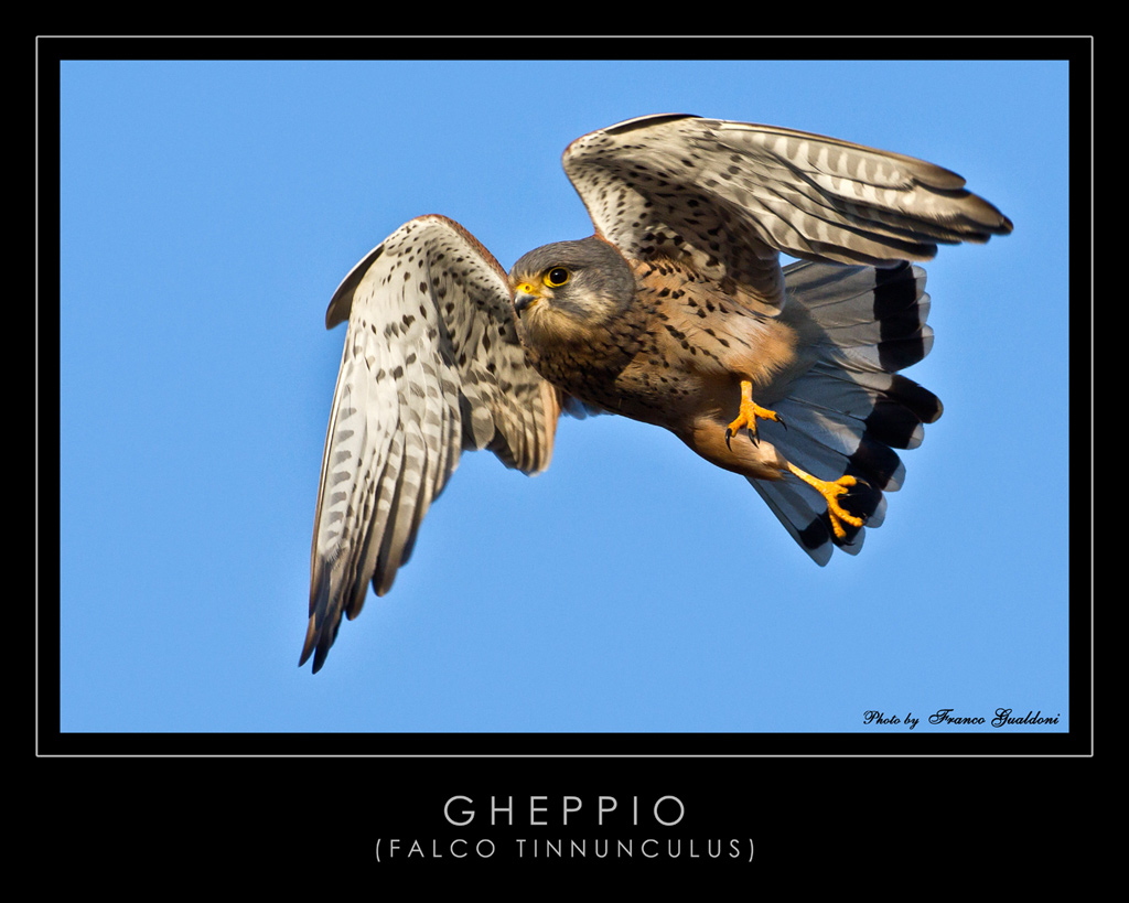 Gheppio