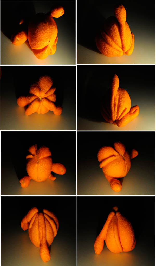 Sculture della natura 2 collage