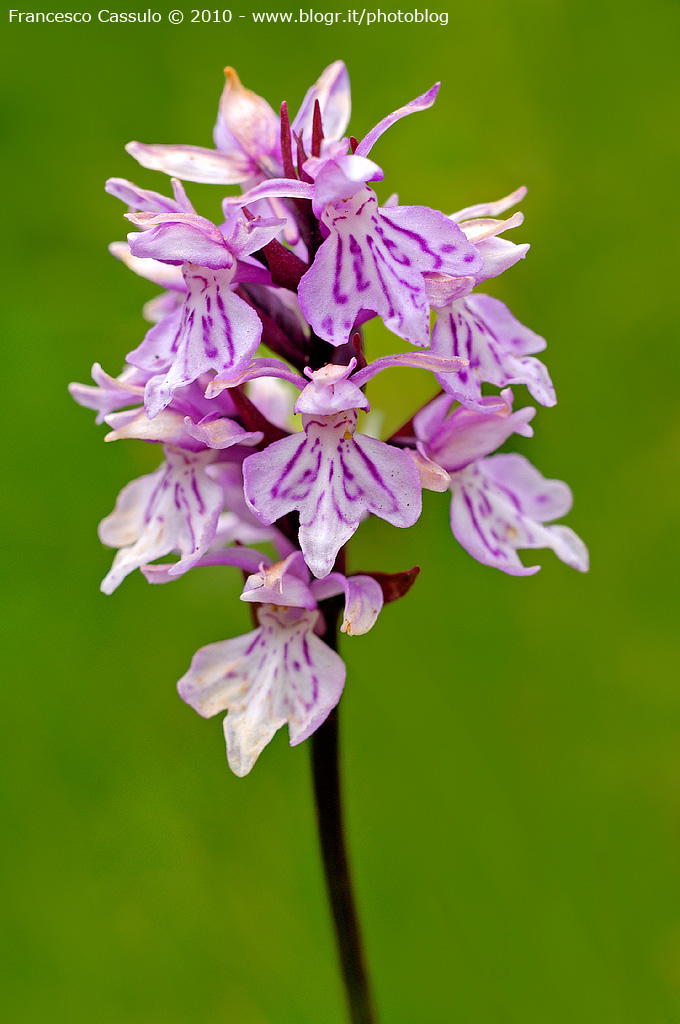 BUON 2011 - Dactylorhiza maculata