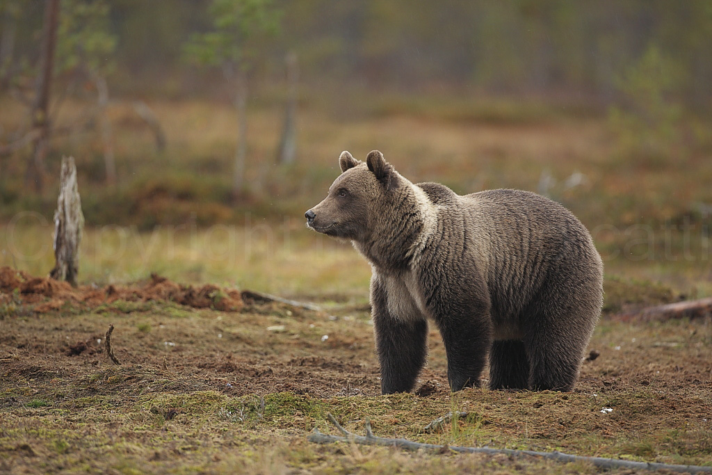 Ursus arctos - Orso Bruno