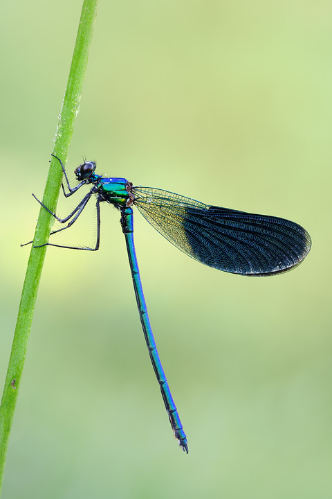 Quanta fatica per una macro...
