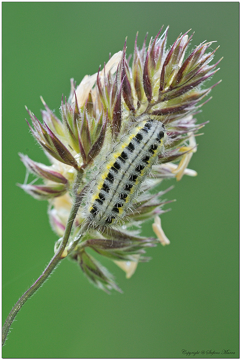 Bruco di Zygaena