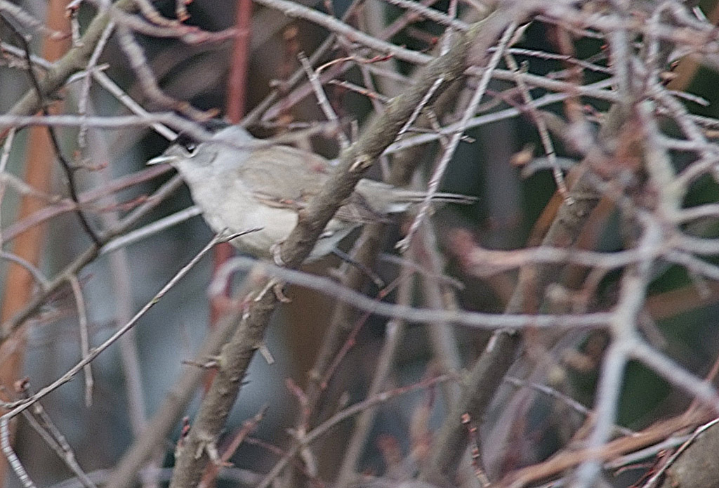 uccellino sconosciuto