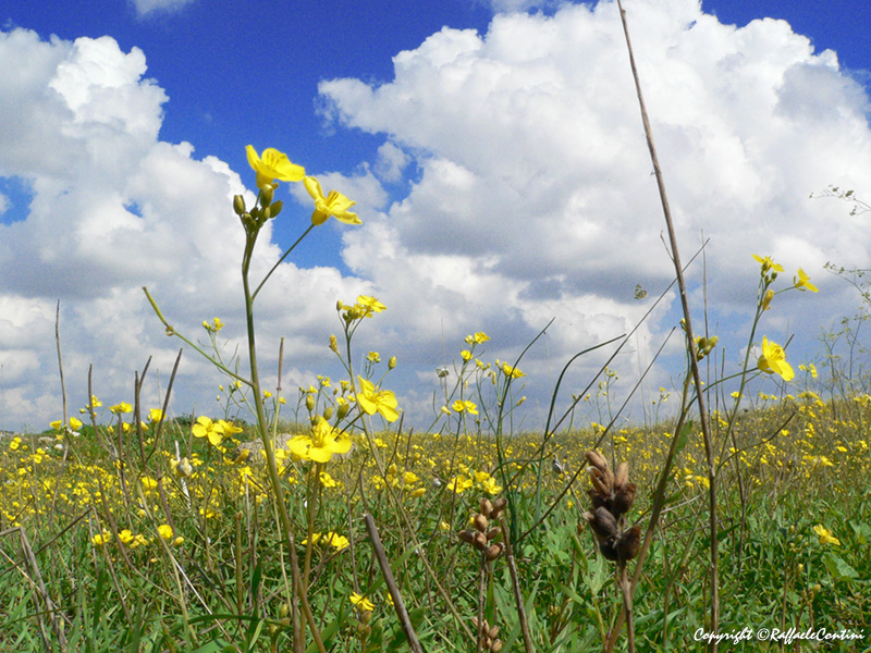 visto cos� da spillo - contest n�12