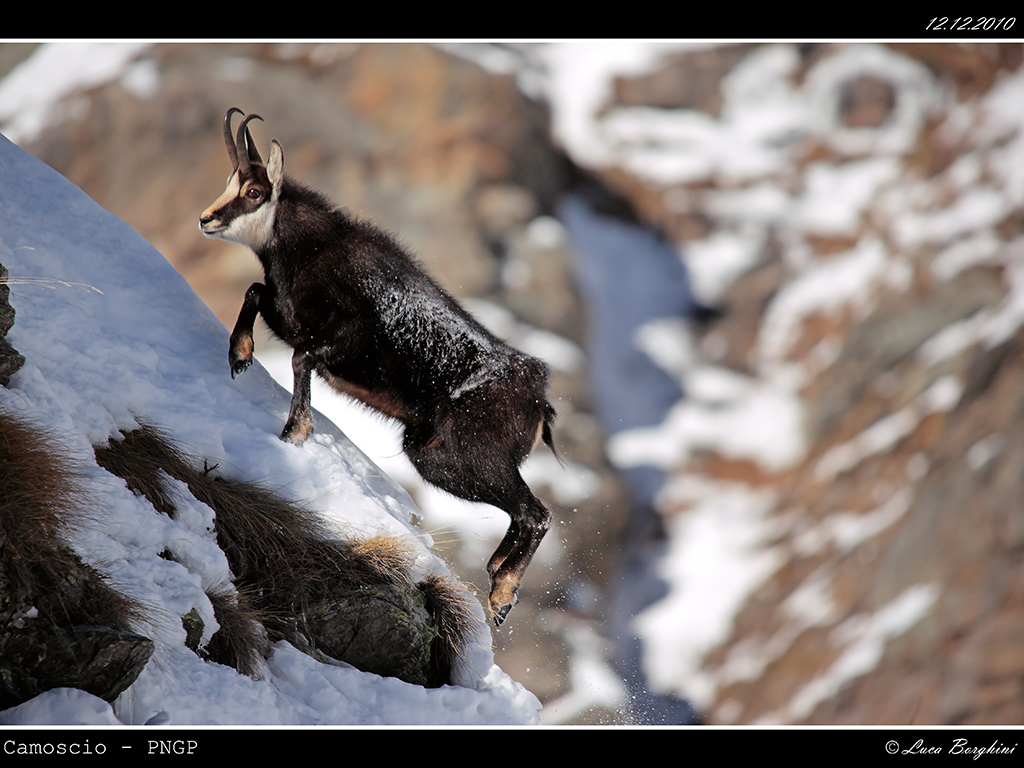 Camoscio 4 - PNGP