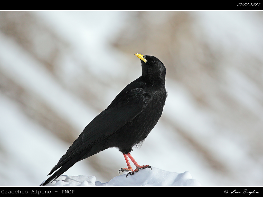 Gracchio Alpino # 1 - PNGP