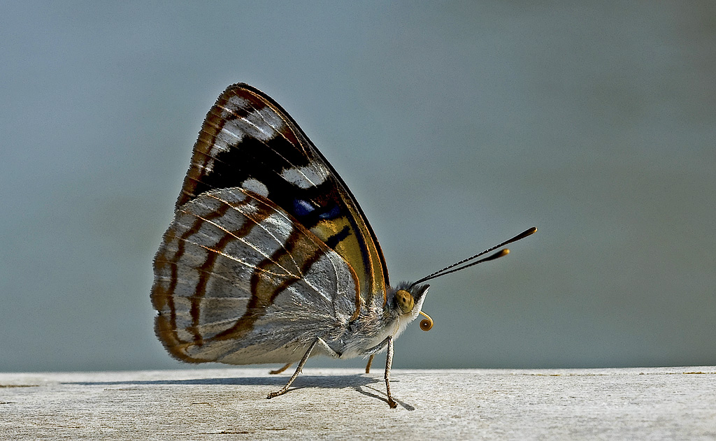 mariposa
