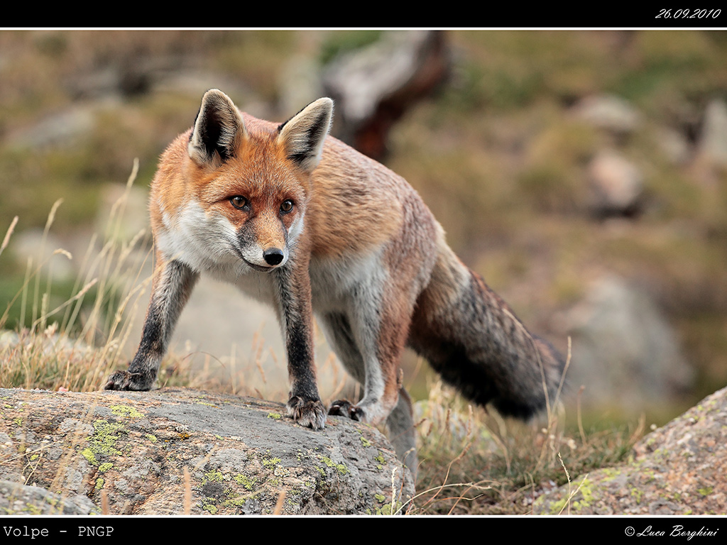 Volpe PNGP # 28