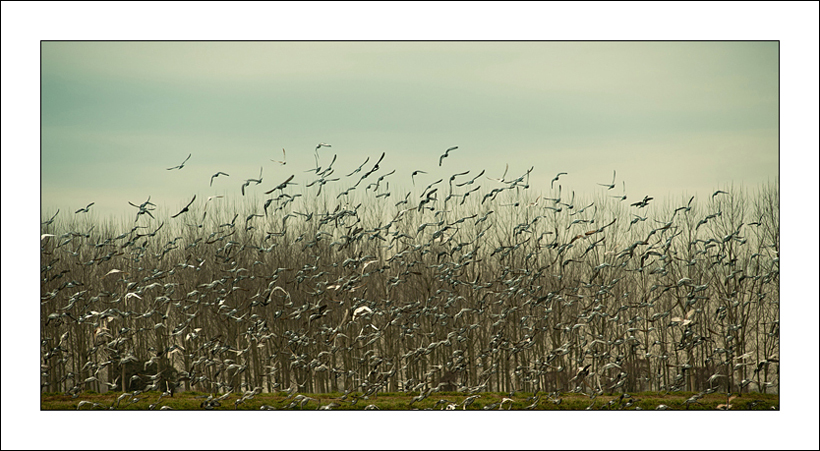Spostamenti di gruppo