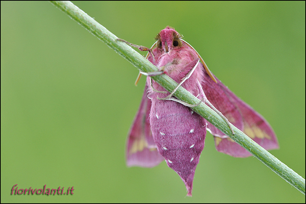 Deilephila porcellus delle favole