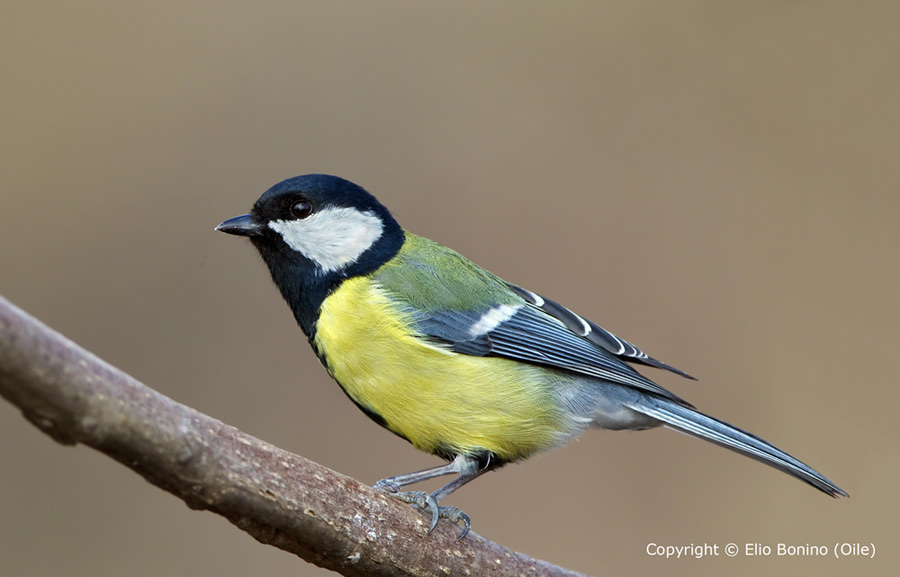 Cinciallegra (Parus major)