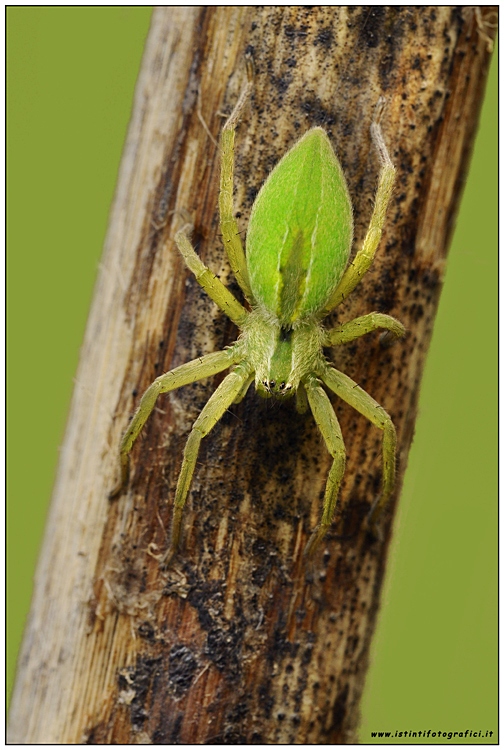 Ragno verde da identificare "il primo di quest'anno"