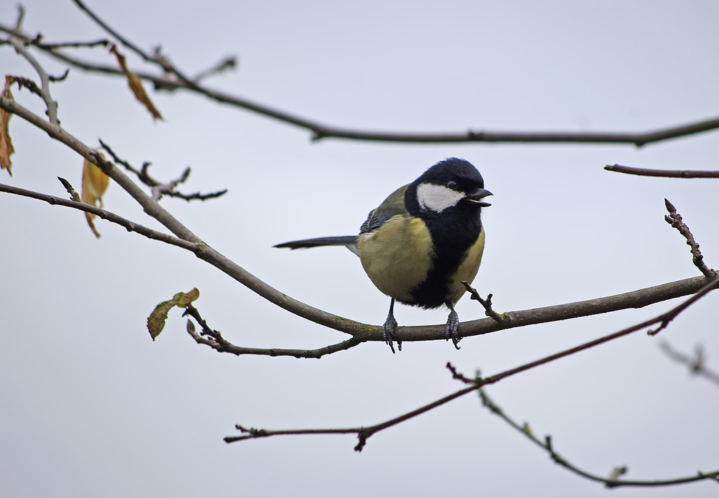 Cinciallegra #1: Numero 1