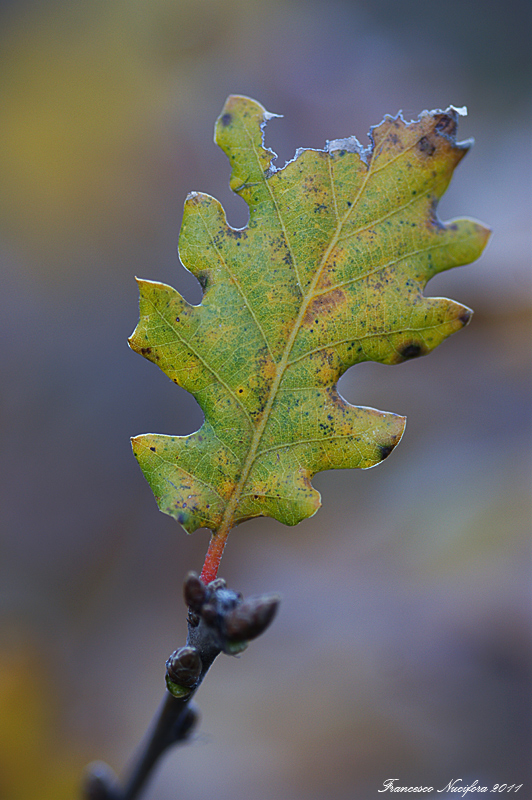 Foglia di quercia