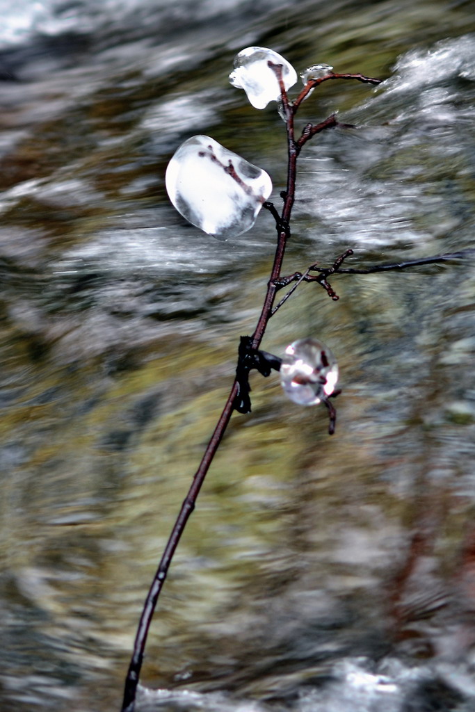 Rametto sospeso sul torrente