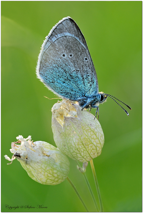 Un p� Metalizzata...