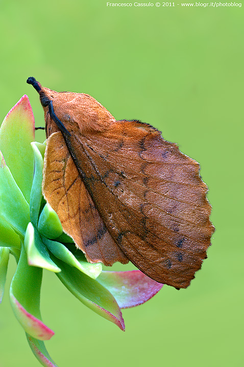 Gastropacha quercifolia