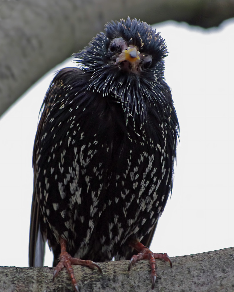 Storno #1: Che vuoi?