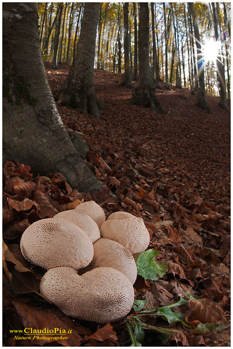 Lycoperdon perlatum al tramonto