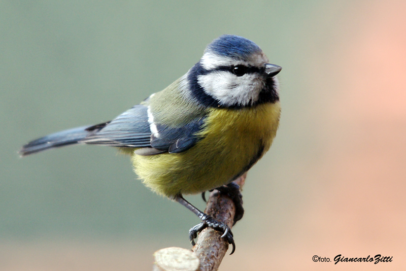 semplicemente lei...