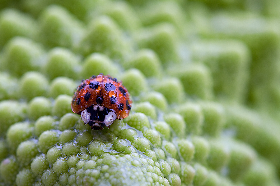 Coccinella