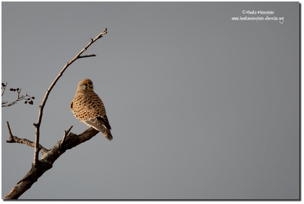 Gheppio-femmina (Falco tinnunculus)