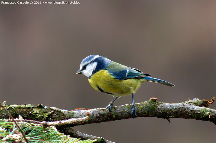 Cinciarella - Parus caeruleus - La PRIMA