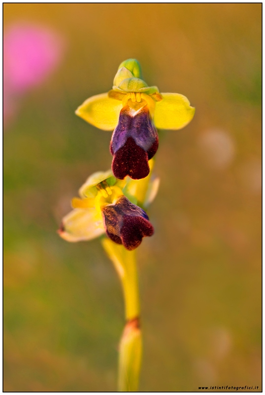 Ophrys lupercalis