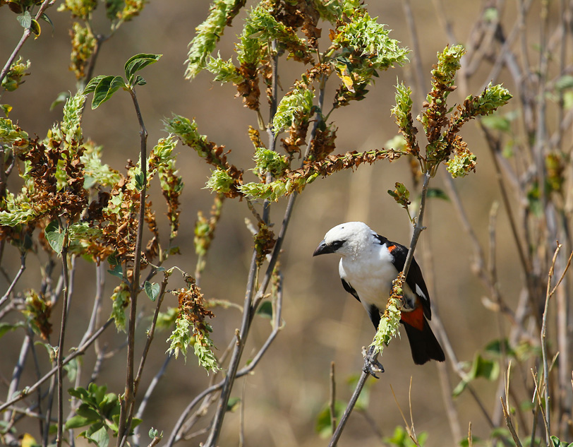 400mm... mano libera.