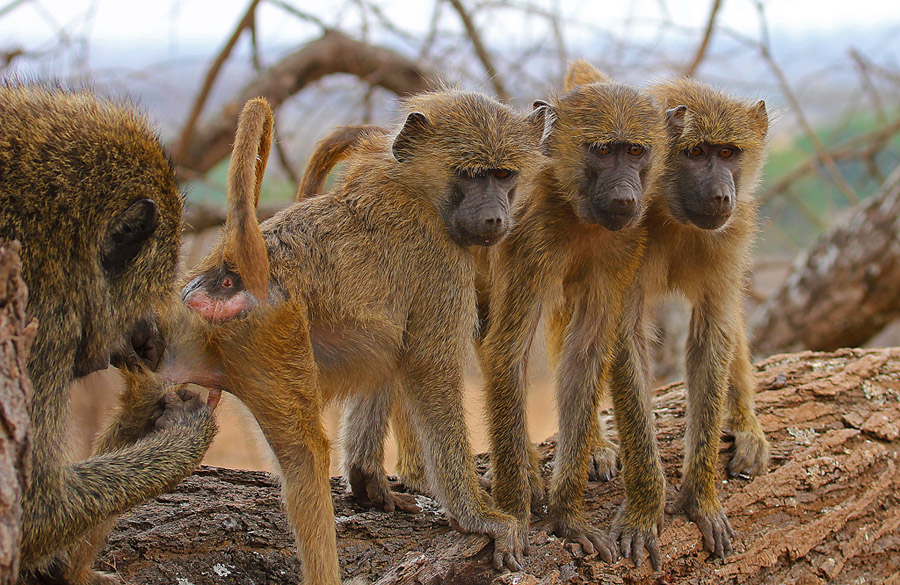 Non vedo, non sento, non parlo...