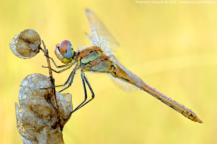 Libellula - Sympetrum fonscolombii