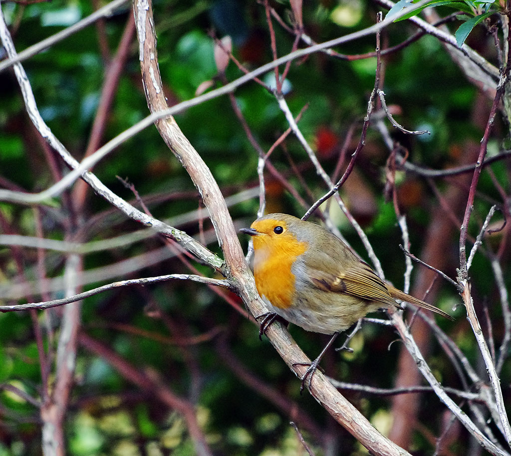 Pettirosso #2: Profilo