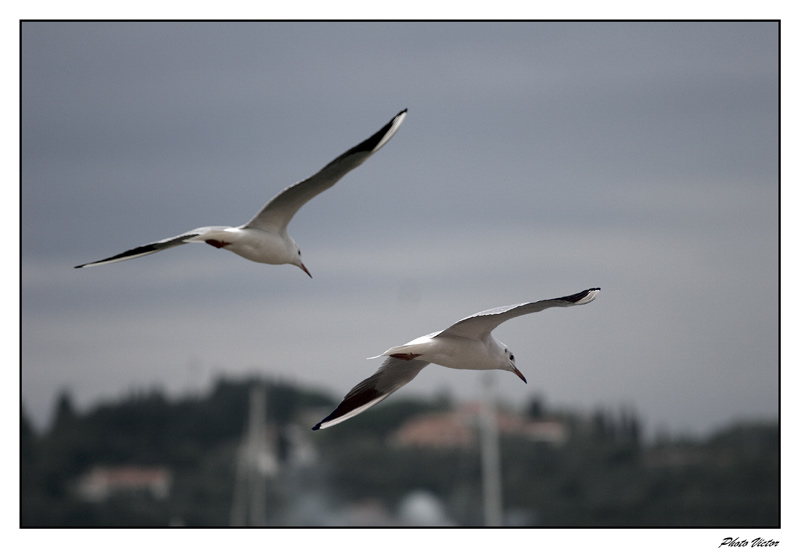 Gabbiani In Volo