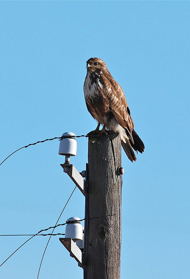 Poiana elettrificata