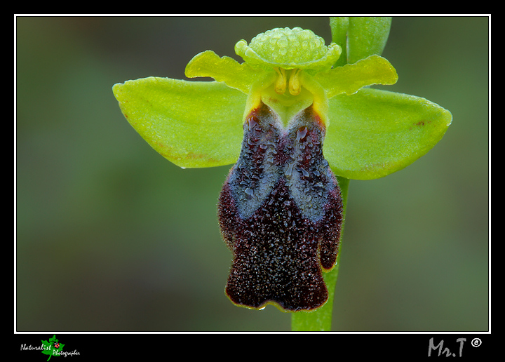 ...Ophrys fusca...