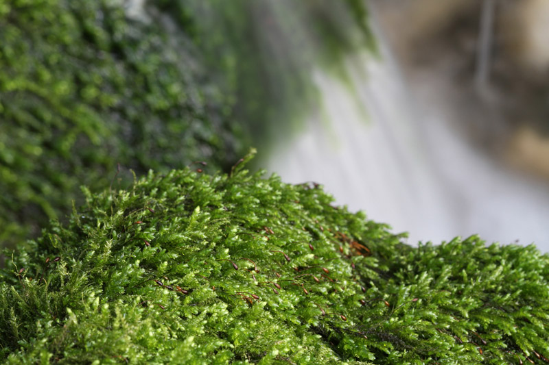 Muschio sul Cornappo