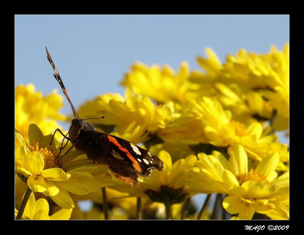 Butterfly Vatalanta n.1