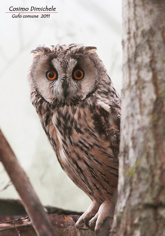 Gufo comune