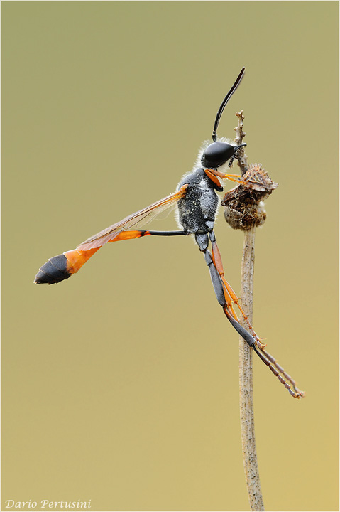 Ammophila procera