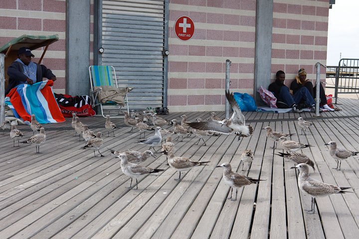 new york 01 - coney island 2009