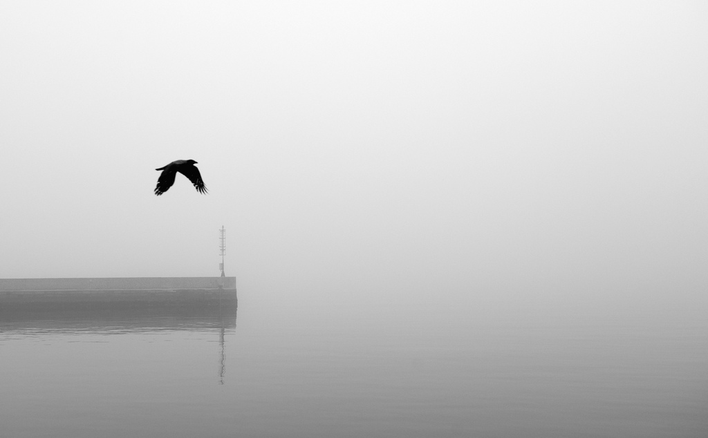 Il corvo nella nebbia