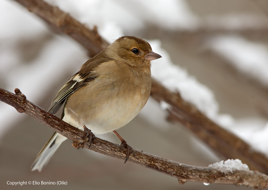 Fringuello femmina (Fringilla coelebs)