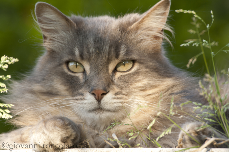 il mio gatto