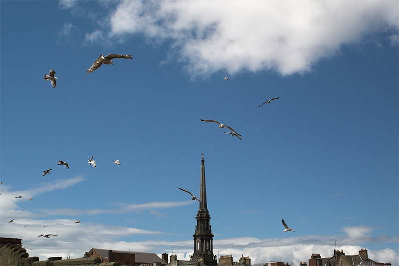 concerto di gabbiani
